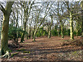 SU7887 : Access woodland near Pheasant's Hill by Robin Webster