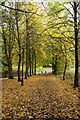 Alexandra Park : autumn leaves