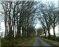 Winter trees near Brent Tor