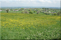 SK3455 : Buttercups and dandelions above Plaistow Green by Bill Boaden