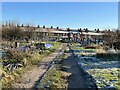 Middle Walk, Coton Fields Allotments