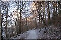 Woodland path near Bothwell Castle