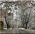 Snowy Lymer Avenue
