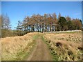 Old road near Longlands