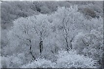 SO7639 : Hoar frost on trees by Philip Halling