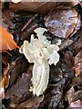 White saddle fungus