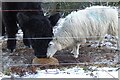 SO7642 : Cow and ewe licking a salt lick by Philip Halling