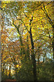 Autumn leaves on the Templer Way