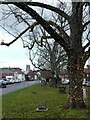 Blyth Village Green