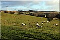 Looking East from the Access Lane between Hill Top and West Moor