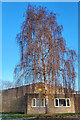 Silver Birch, Betula pendula