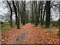 Footpath in The Spinney