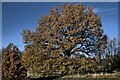SK9438 : Quercus robur, turned golden by Bob Harvey