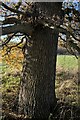 SK9438 : Trunk of the Oak tree by Bob Harvey