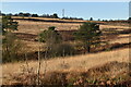 TQ4829 : Shallow valley, Ashdown Forest by N Chadwick