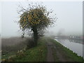 SE0345 : Apple tree, by Cowling swingbridge [no 191] by Christine Johnstone
