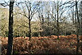 Bracken and open woodland