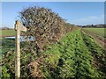 Bridleway towards Dunclent Farm