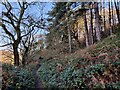 Path and woodland at Mount Segg