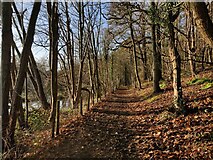 SO8678 : Path through Hurcott Wood by Mat Fascione