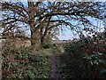 Bridleway towards Hurcott