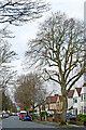 Housing and tall trees in Penn, Wolverhampton