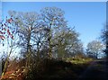 Winter trees in Tower Wood