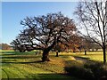NZ1265 : Oak tree, Close House Golf Course by Andrew Curtis