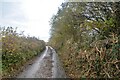 Littleham : Country Lane