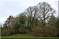 Tall trees in Windsor Avenue Playing Fields, Wolverhampton