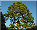 Pine on Mill Hill, Stoke Gabriel