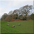 Grass and woodland in Penn, Wolverhampton