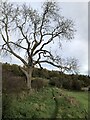 Bare tree beside bridleway