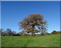 Field tree in late autumn