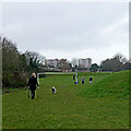 SO8996 : Dog walking on the football fields in Wolverhampton by Roger  D Kidd