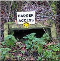 Badger Access, Winter