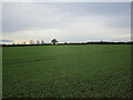 Autumn sown crop near Wong Farm