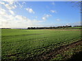 Autumn sown crop, Prestwold