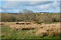 Heathland, Wendron