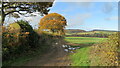 Field edge East of Beambridge, Corvedale