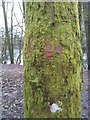 Moss-covered treetrunk