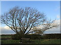 Roadside bench, Rempstone