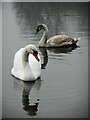 NS5472 : Mute swans, Kilmardinny Loch by Richard Sutcliffe
