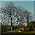 Trees next to The Links, in winter, Brighouse