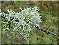 Frost-covered lichen