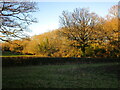 Late afternoon sun on trees at Lyndon