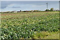 Field of Brassicas