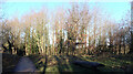 Path and picnic area, Foolish Wood, Knaresborough