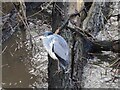 Unhappy heron with River Wear in spate