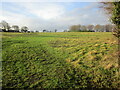 Grass field at Edith Weston